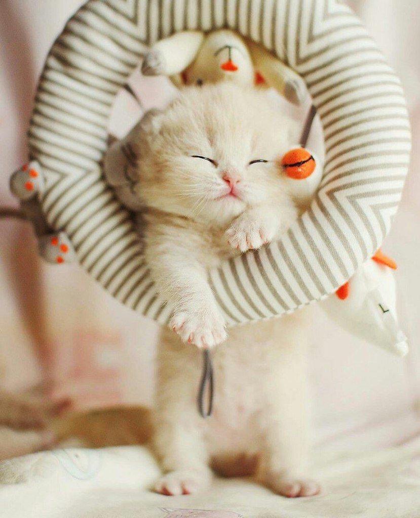 Милые фоточки с котиками