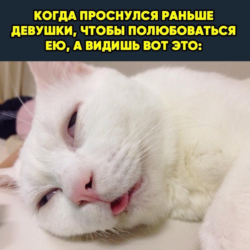Милые котики