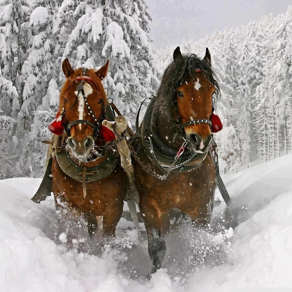 Алмазная мозаика три лошади