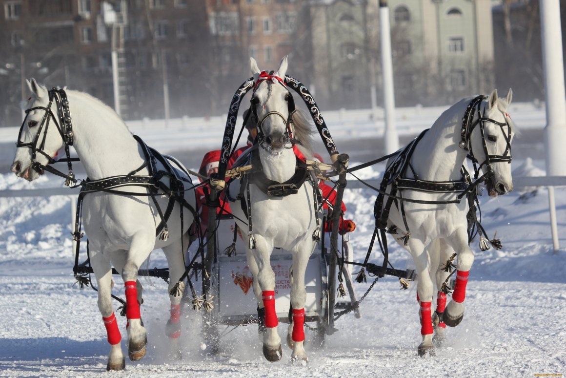 Лошади зимой