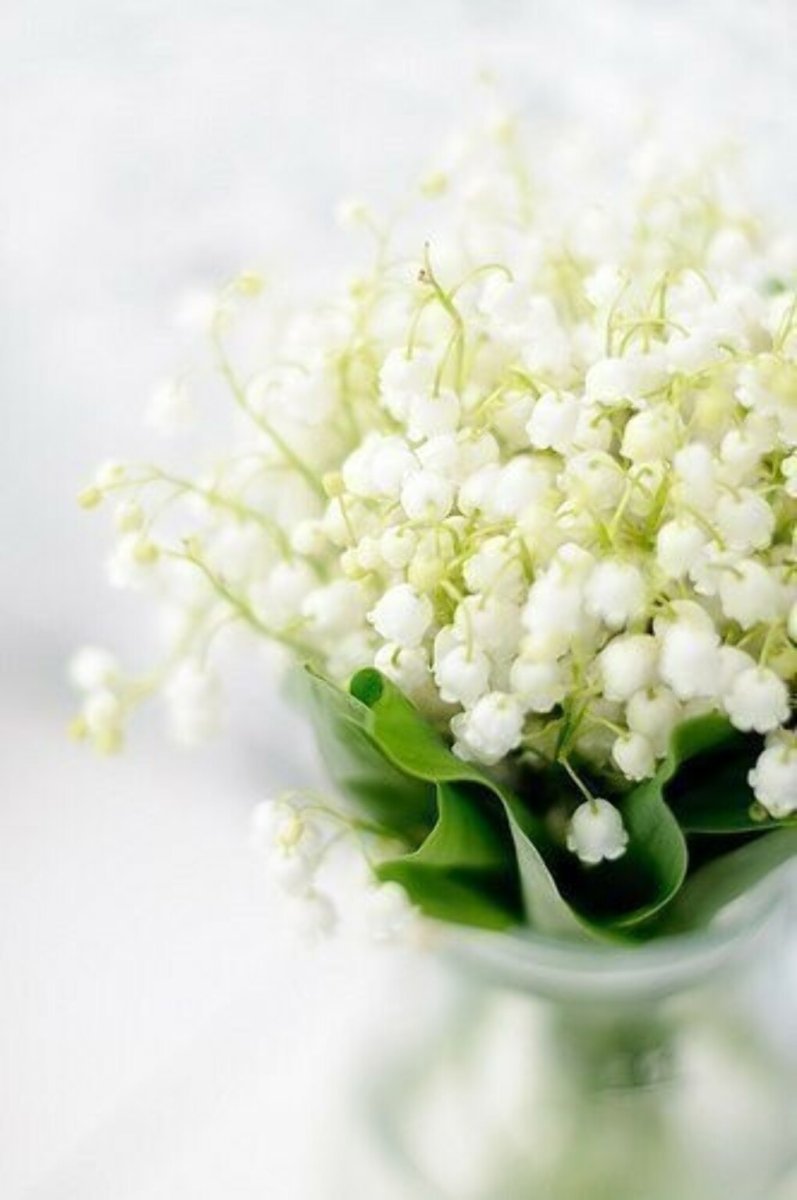 Ландыши нежность