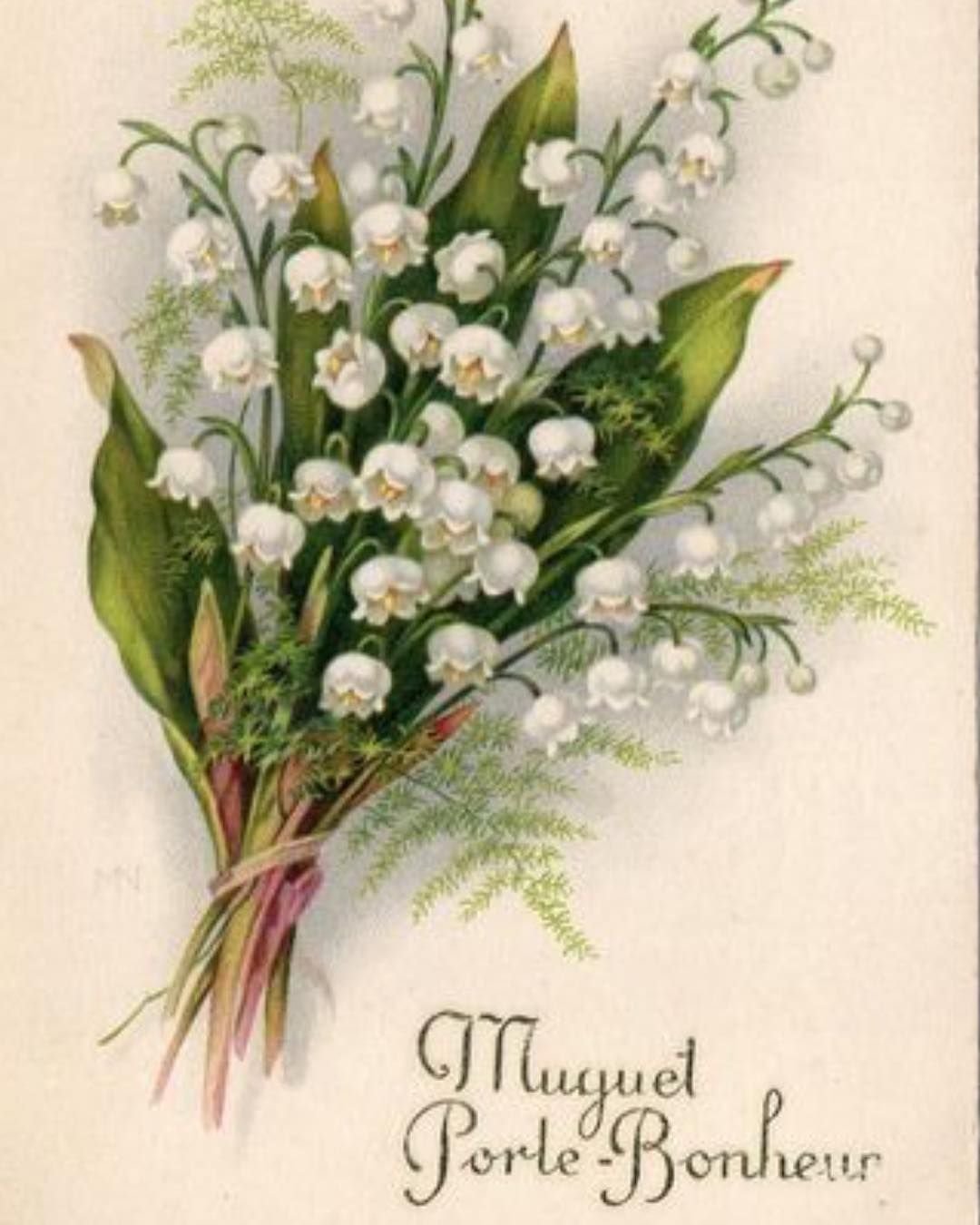 Старинные Ботанические иллюстрации Ландыш