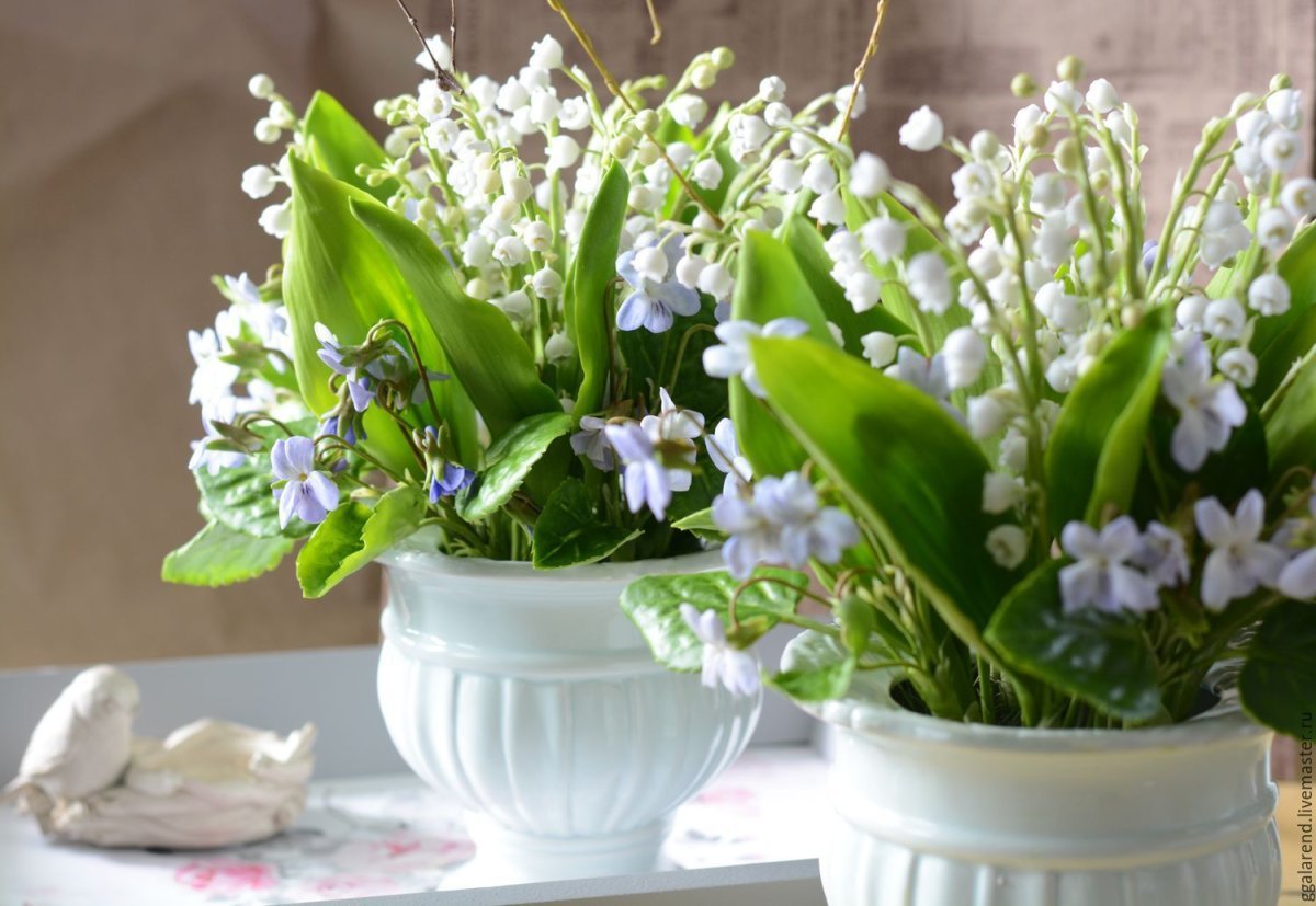 Фиалка Ле Ландыши