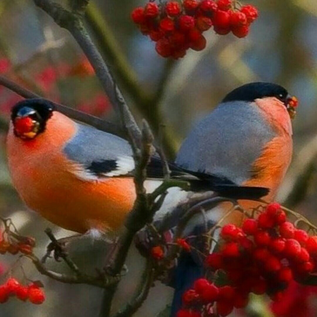 Снегирь и Калина