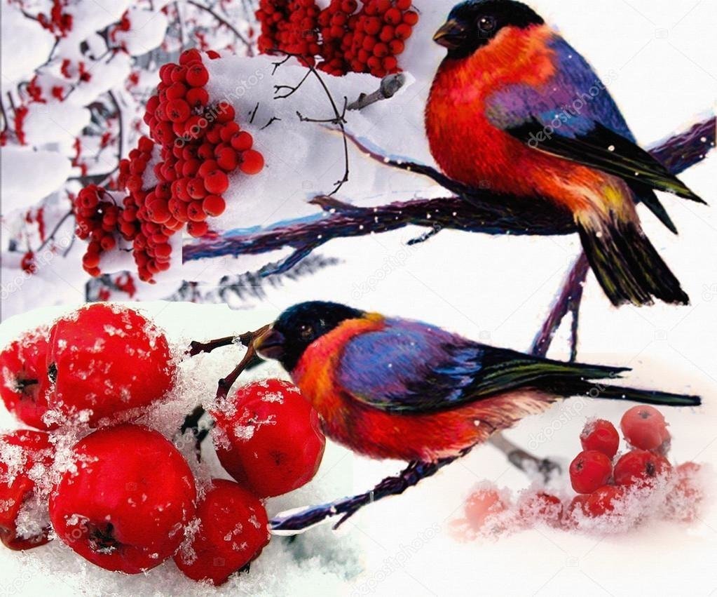 Снегири на рябине зимой