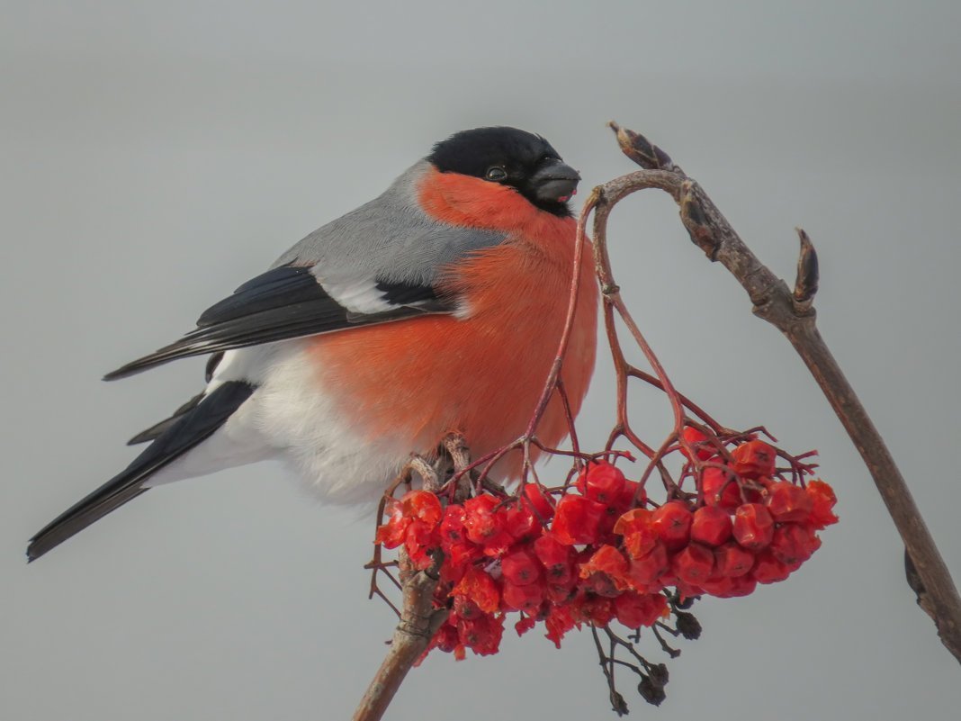 Снегири и Дрозды