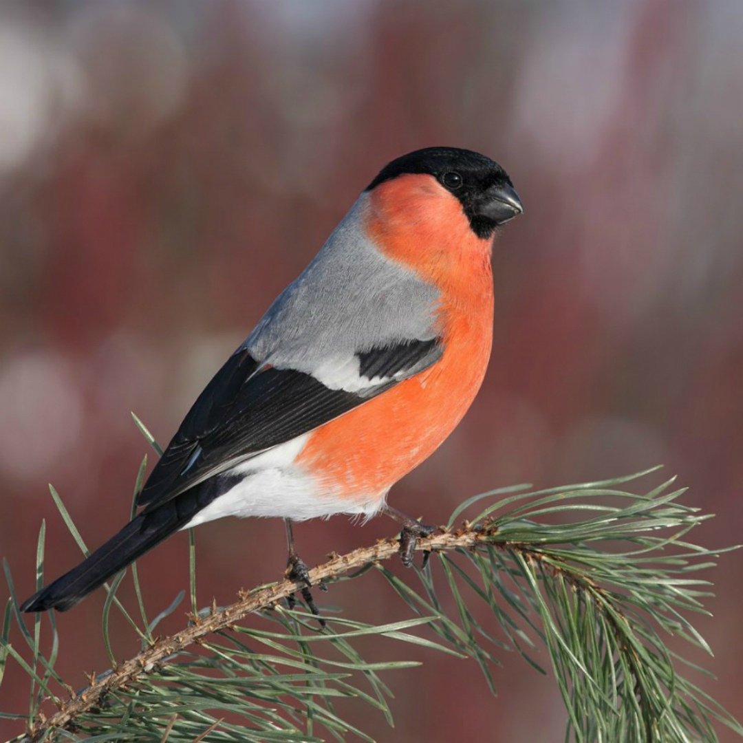 Снегирь в России