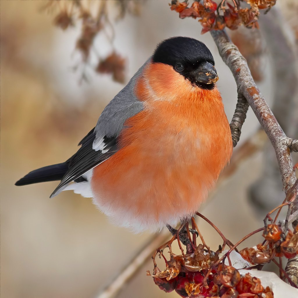 Воробьинообразные Снегирь