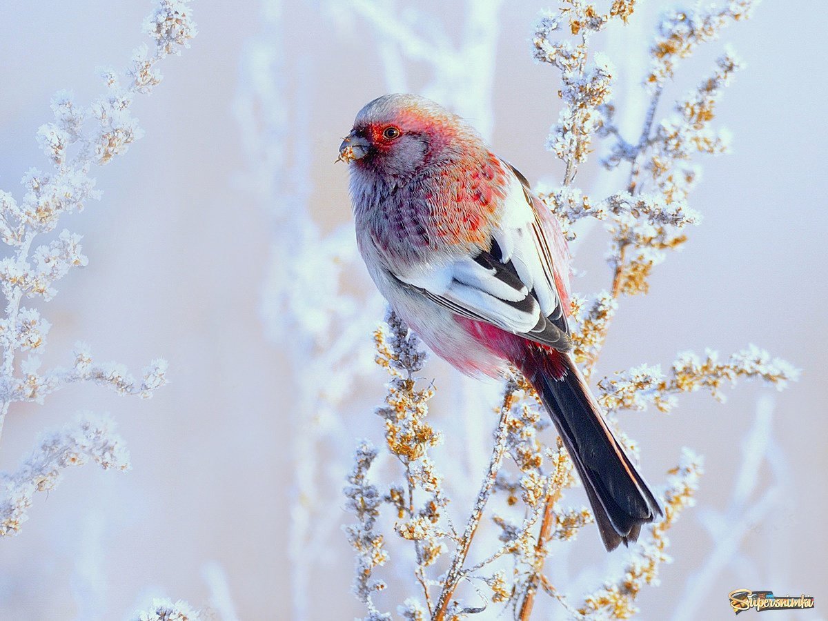 Урагус или длиннохвостый Снегирь