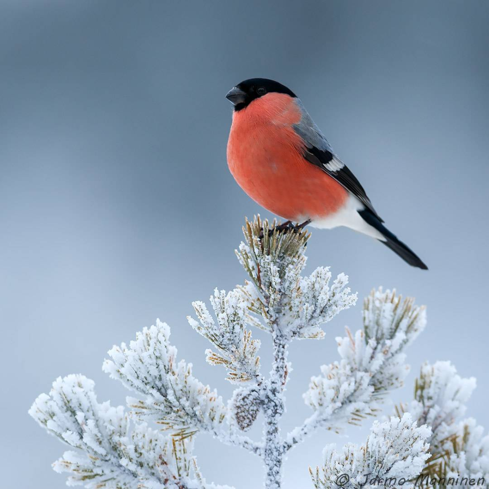 Снегирь красногрудый красавец