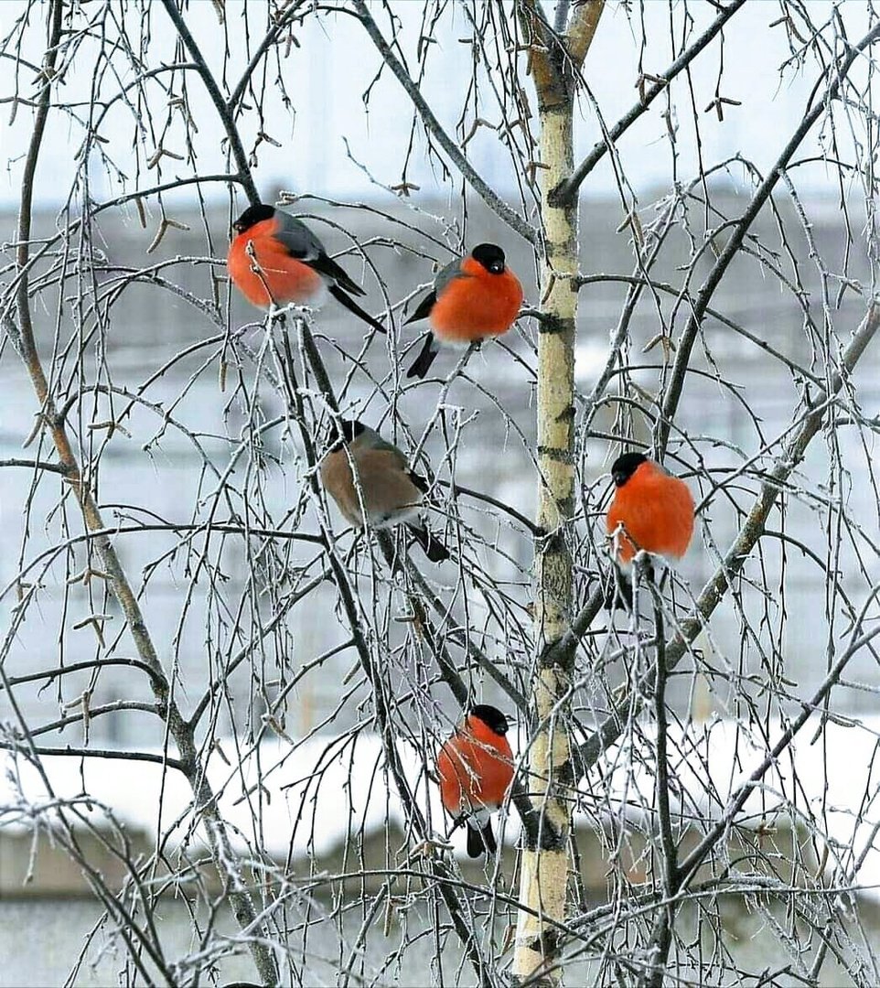 Снегирь разные виды