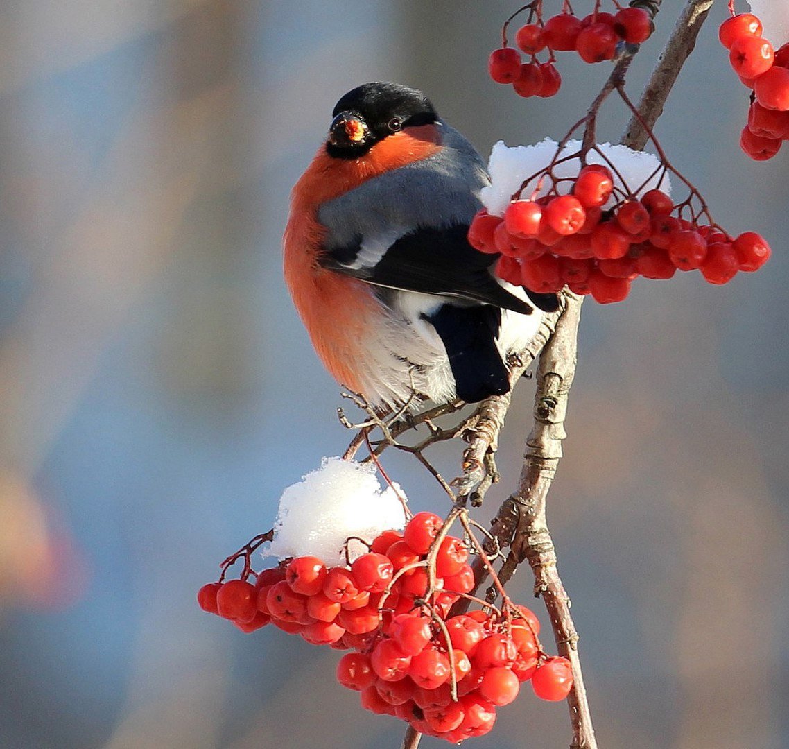 Снегири зимой