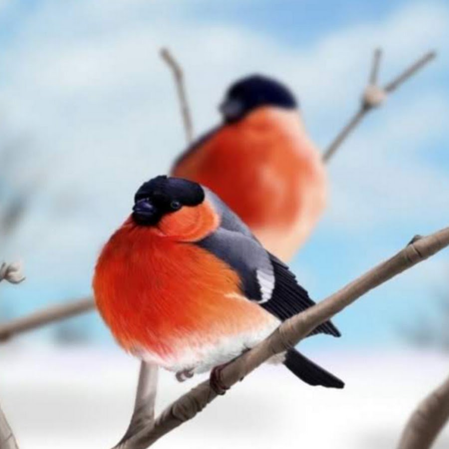 Снегирь красногрудый красавец