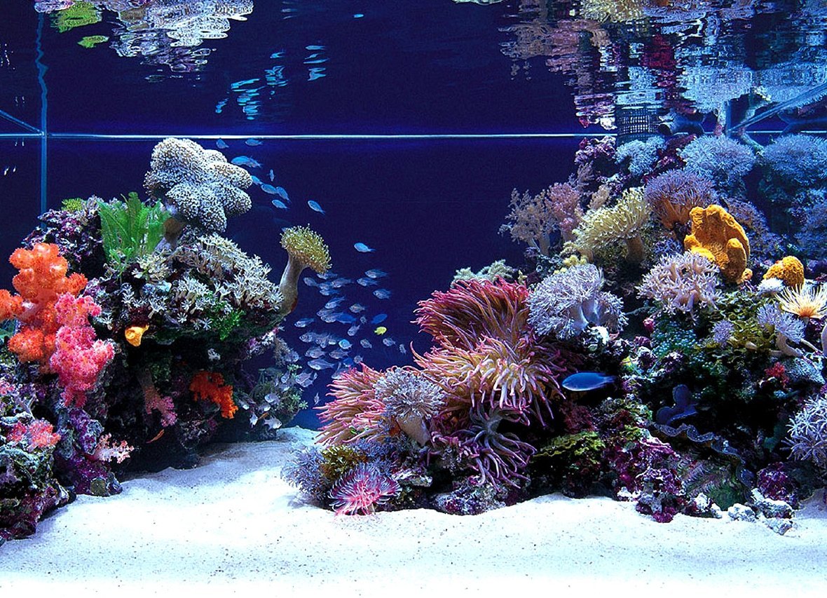 Рыбы в аквариуме