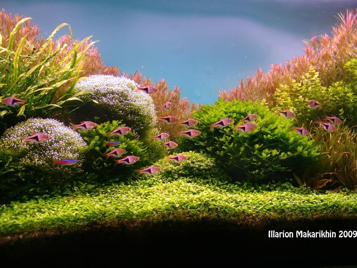 Живой аквариум