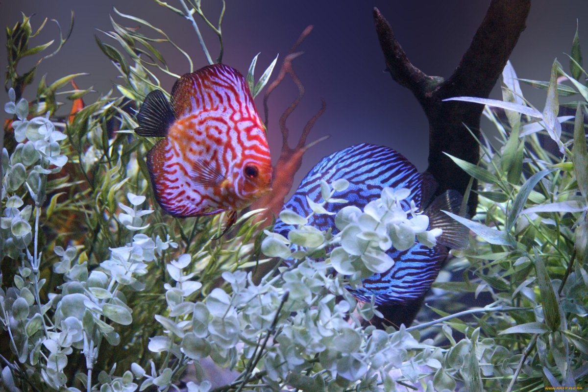 Круглый аквариум