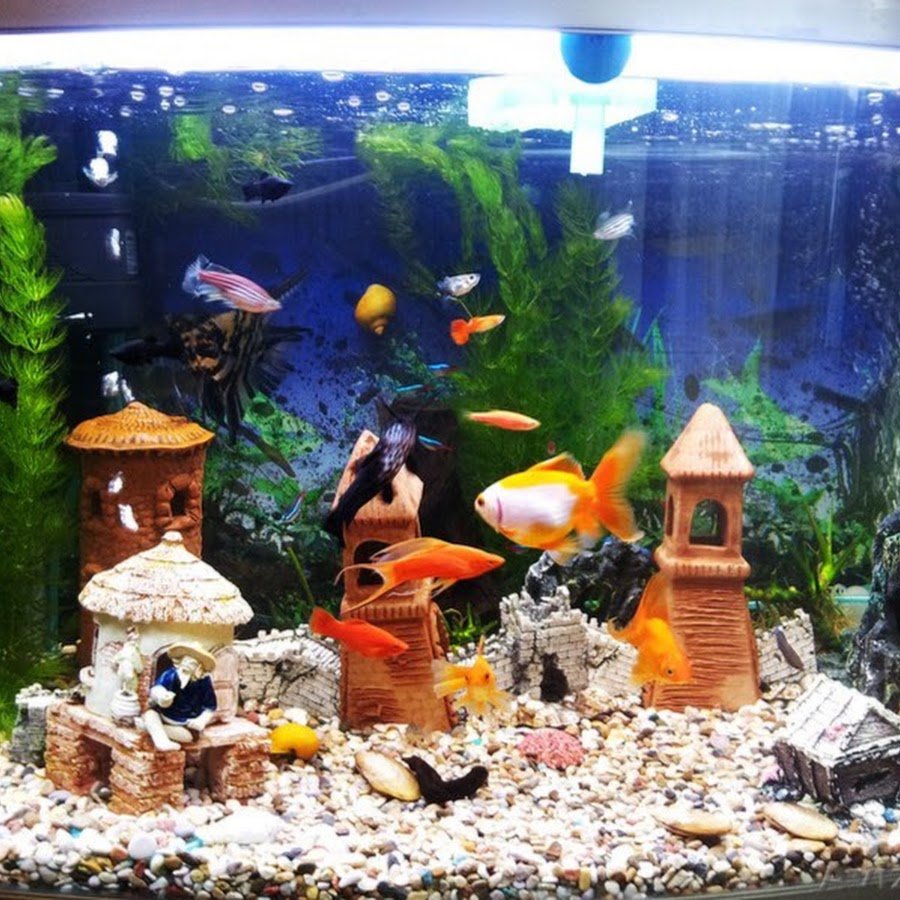 Живой аквариум