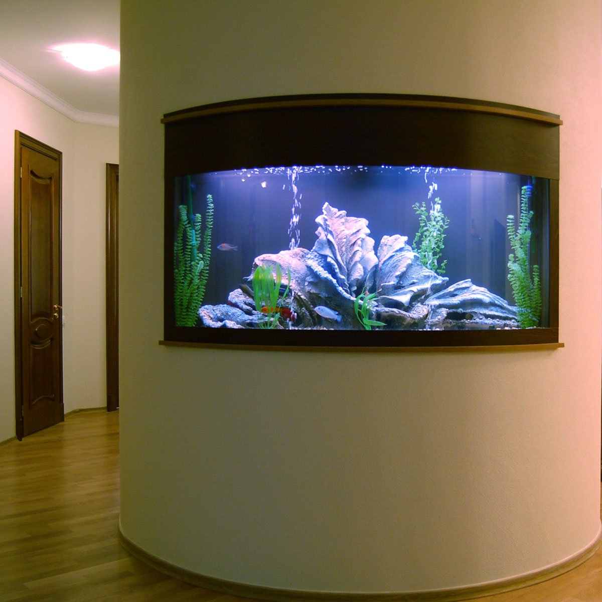 В поисках Немо риф