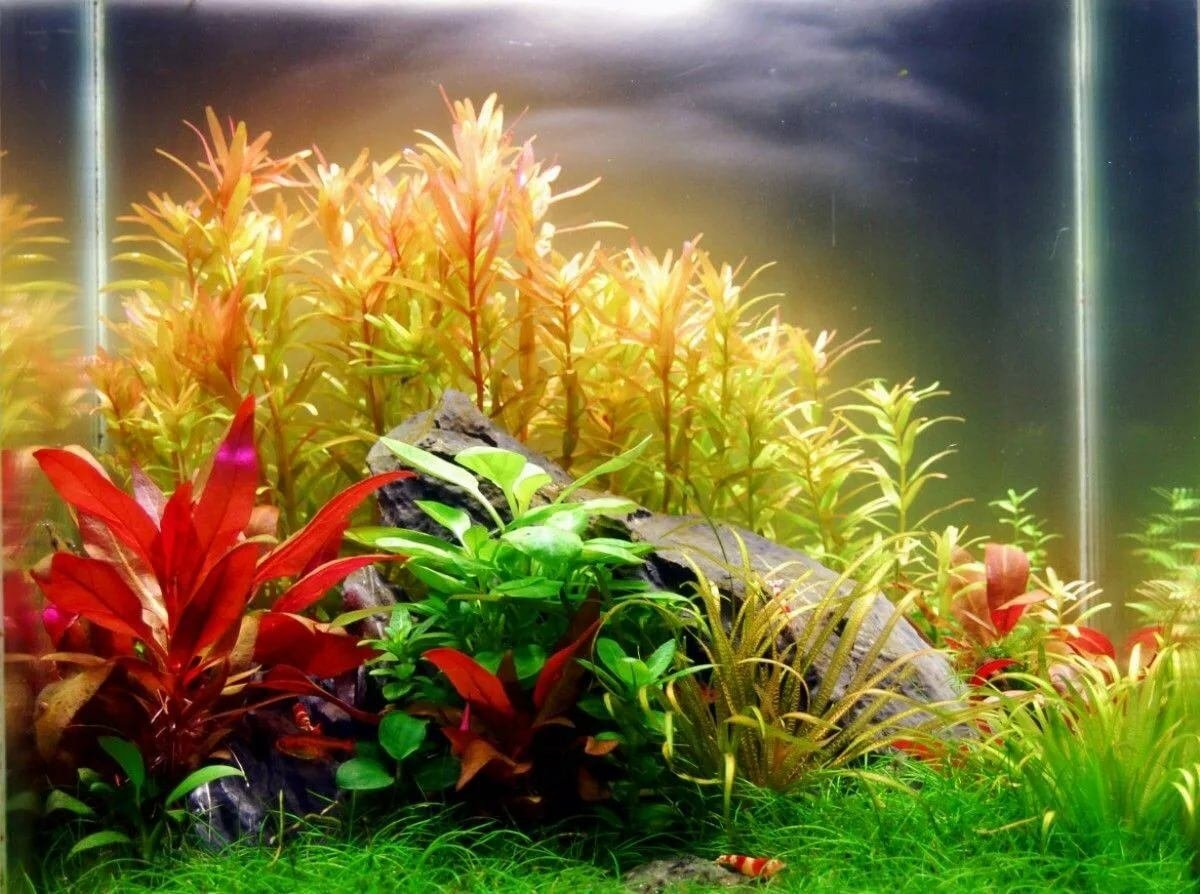 Красивые рыбки в аквариуме