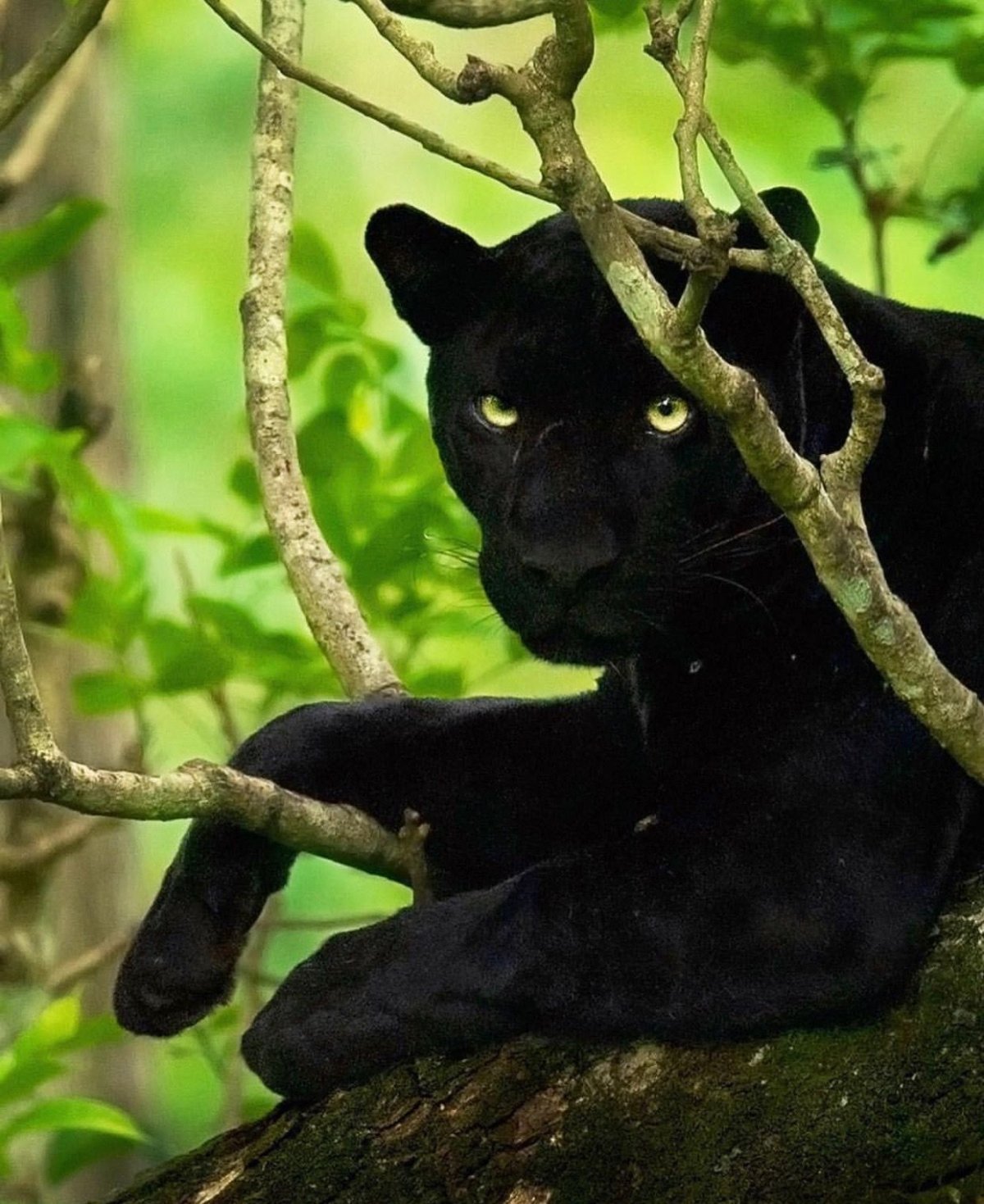 Багира Багира