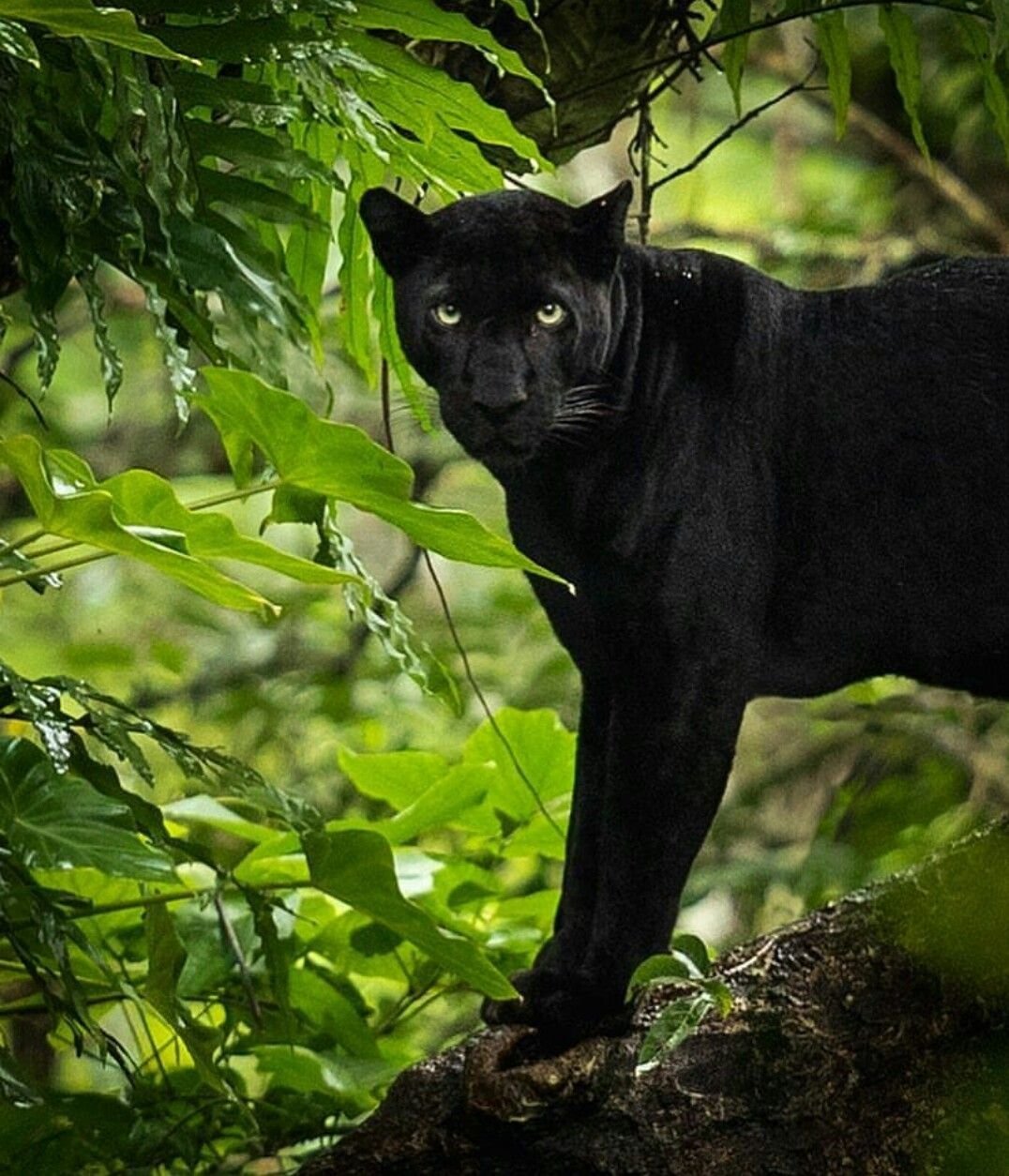 Ягуар меланист