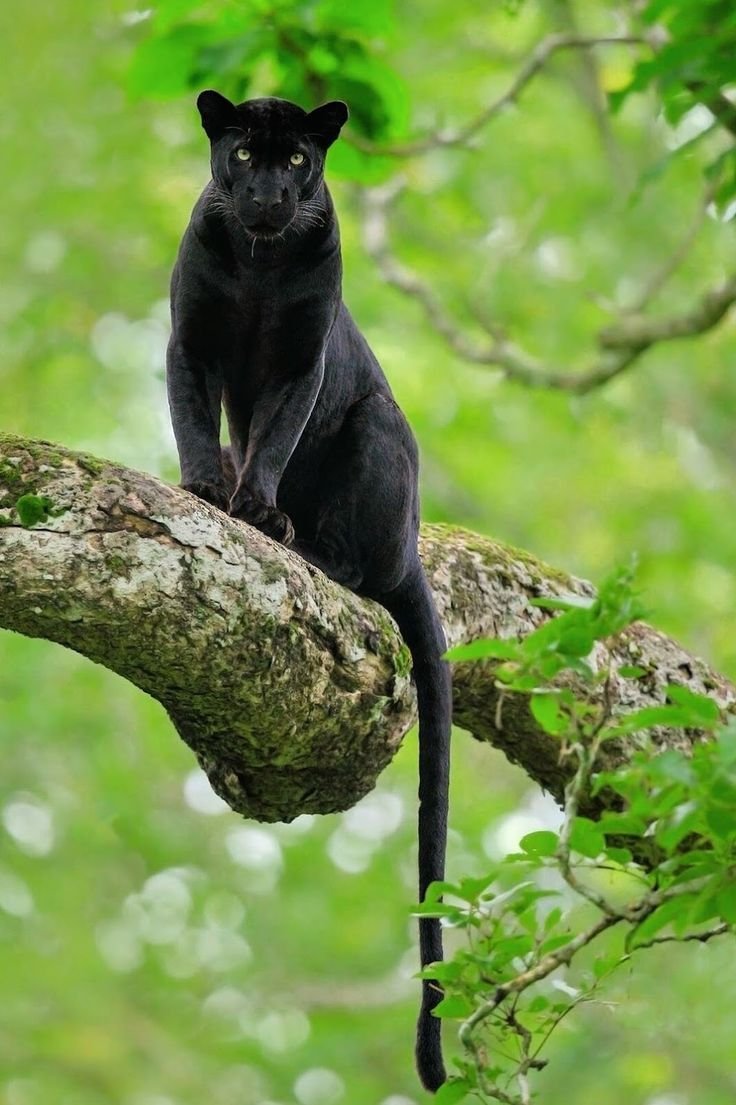Черная пантера Багира