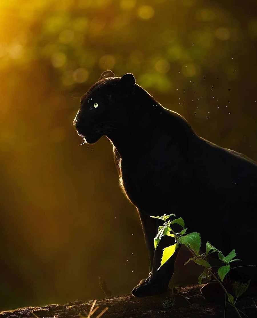 Львица и Багира