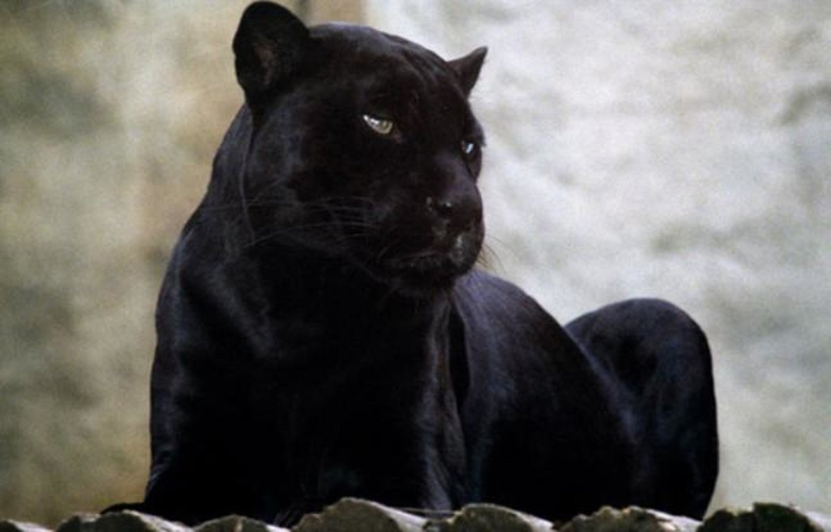 Пантера Грация и сила