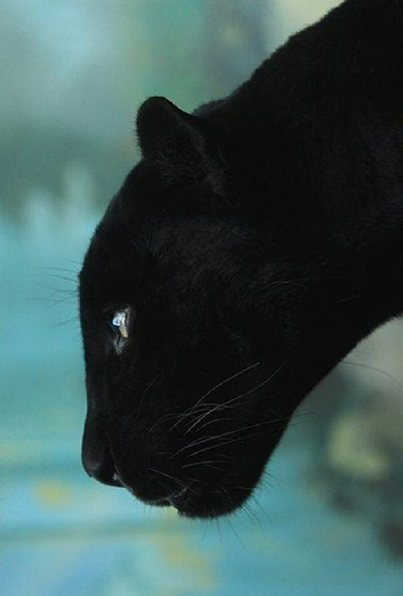 Пума Багира