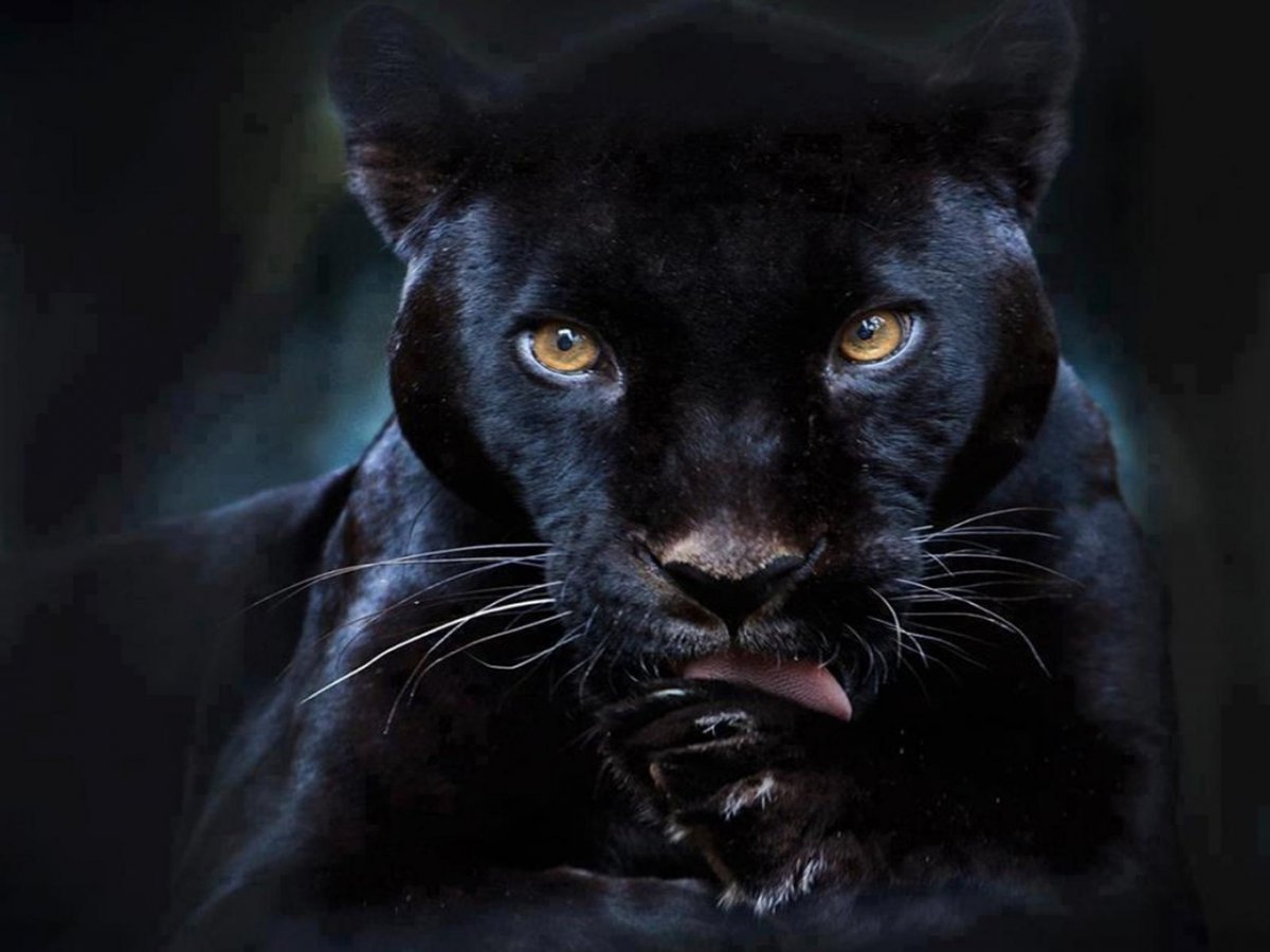 Пума Багира