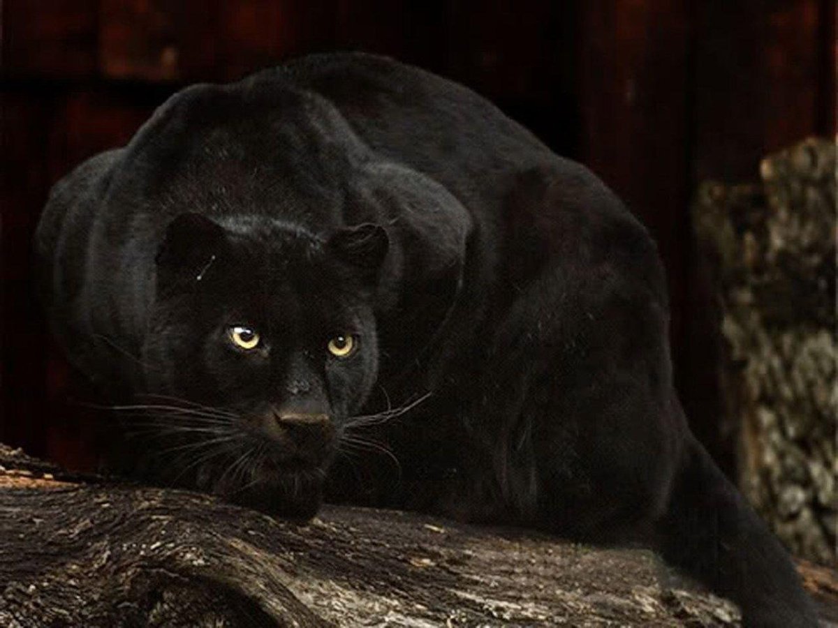 Черная пантера в прыжке