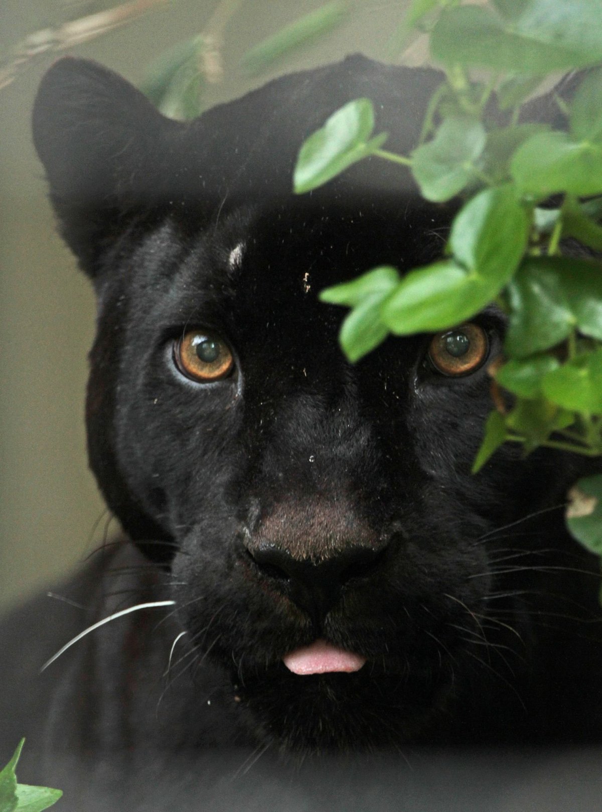 Пантера Багира