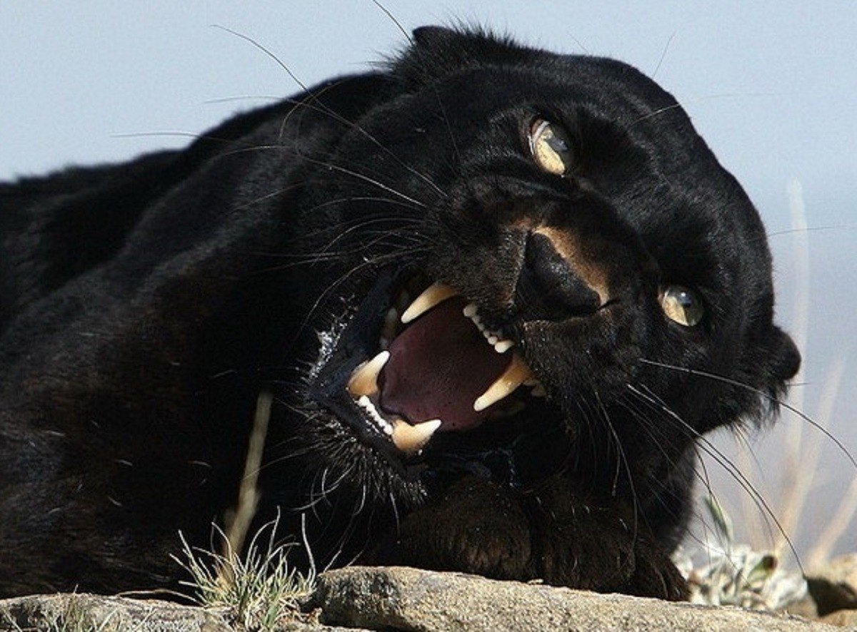 Пантера, оскал пантеры