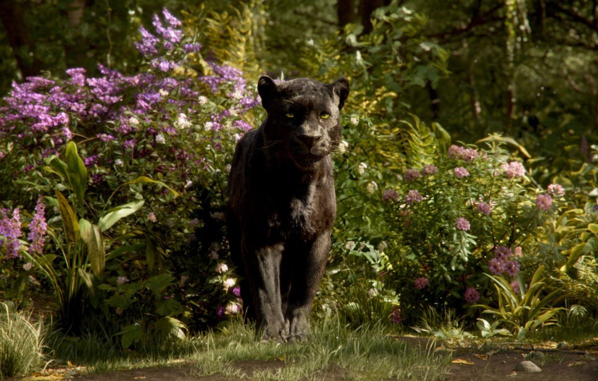 Книга джунглей фильм 2016 Багира