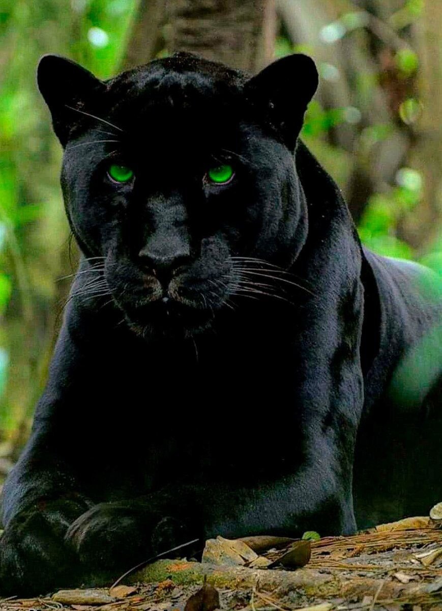 Леопард меланист