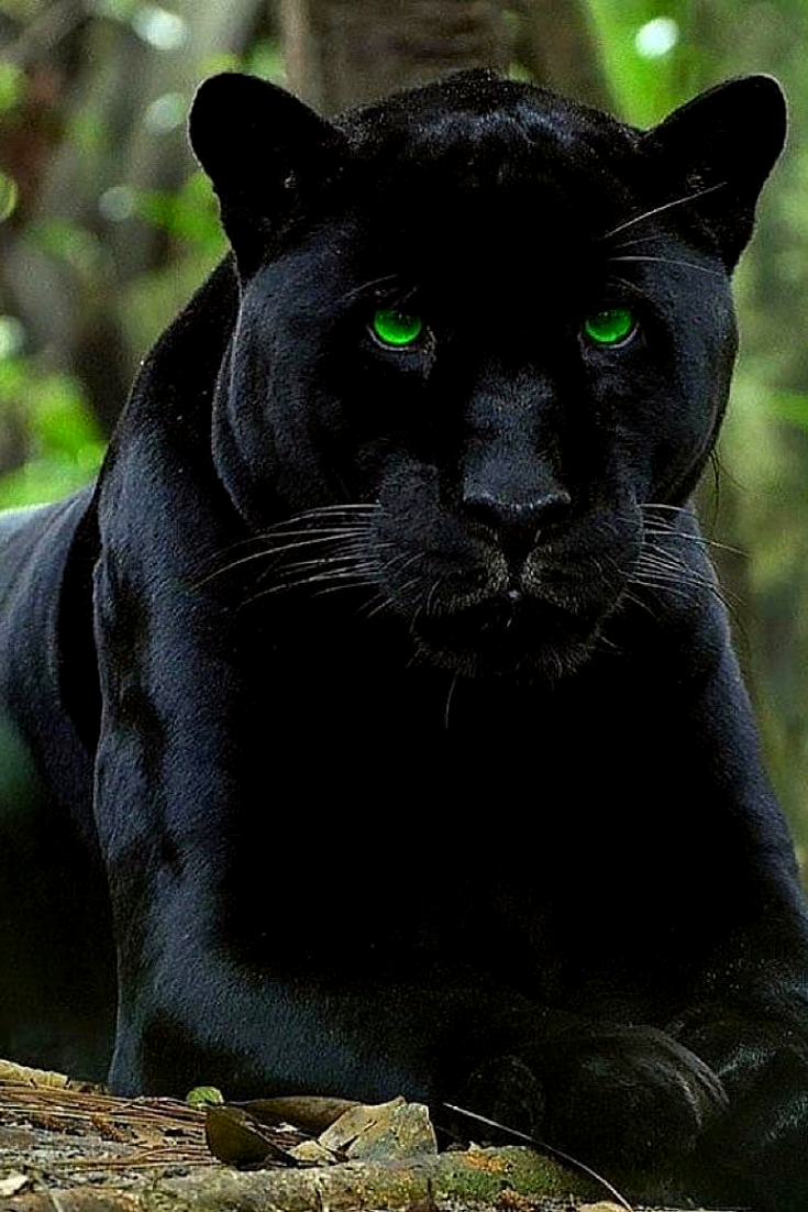 Леопард меланист