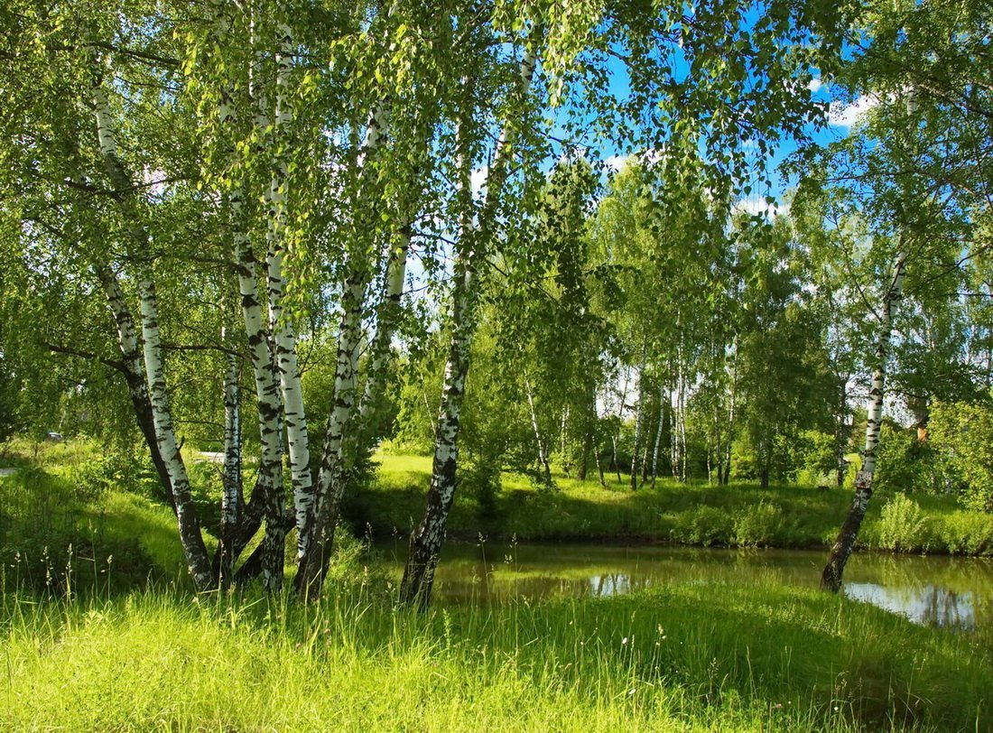 Березовая роща Таруса