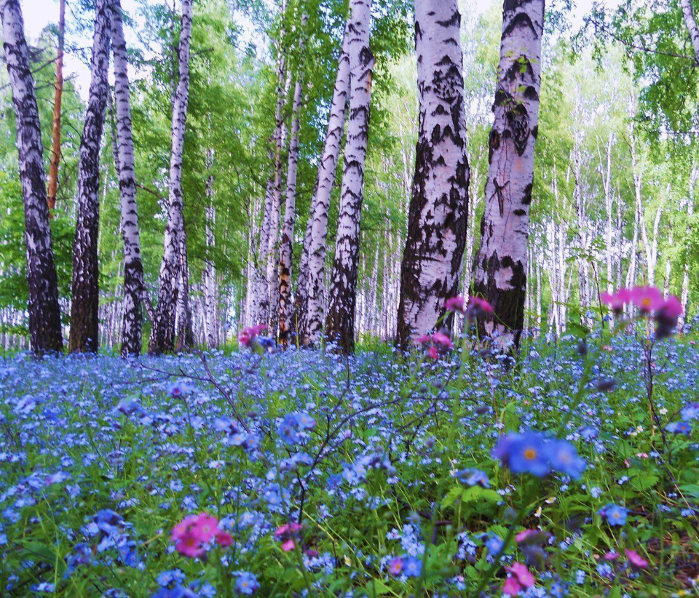 Незабудка Лесная Полянка