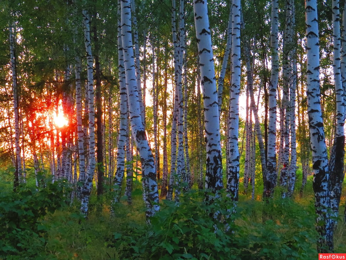 Березняк, Березовая роща