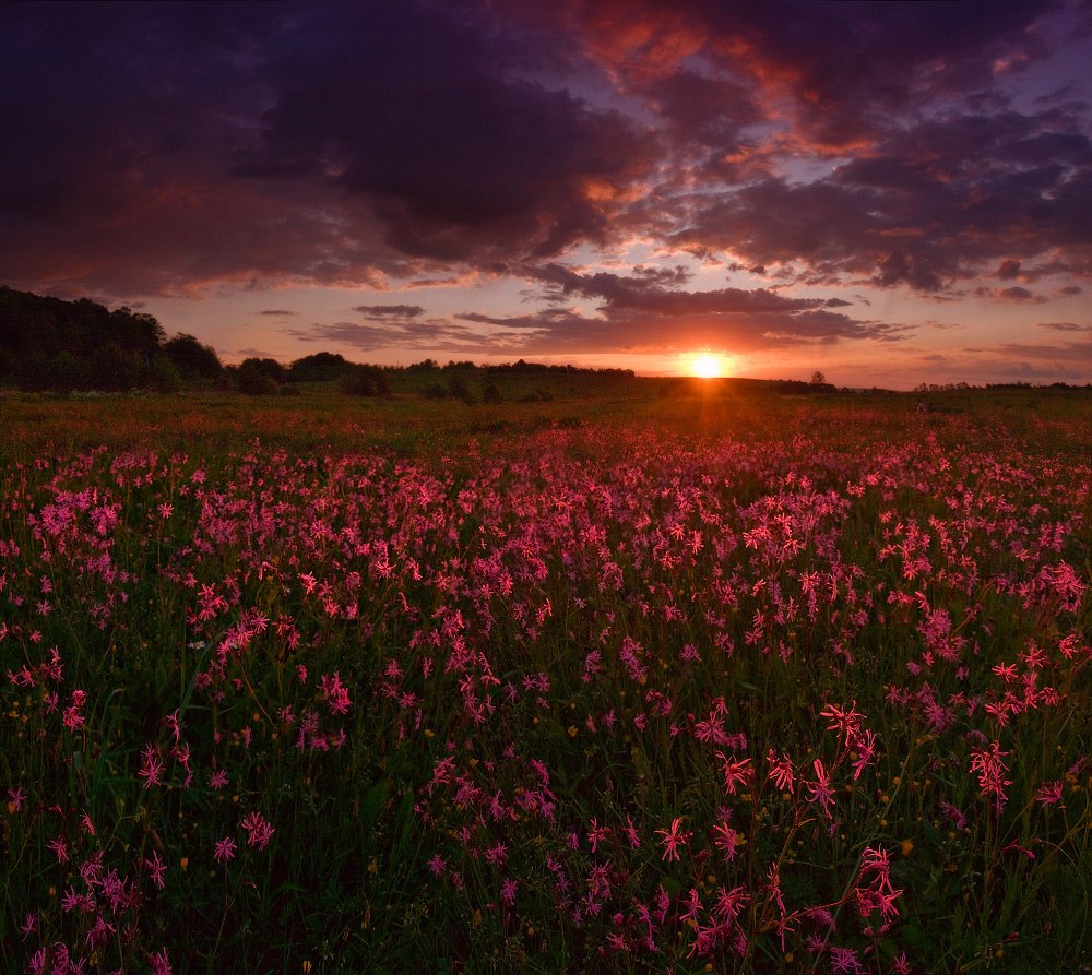 Поляна цветов закат