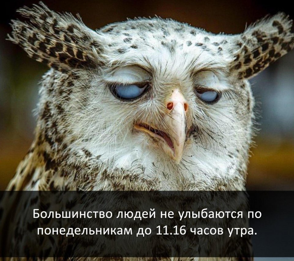 Понедельник приколы