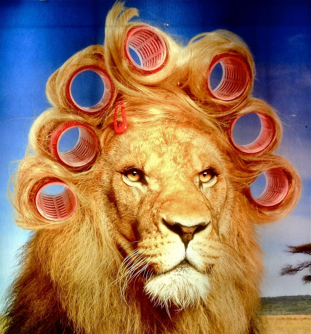 Фото Лев с короной