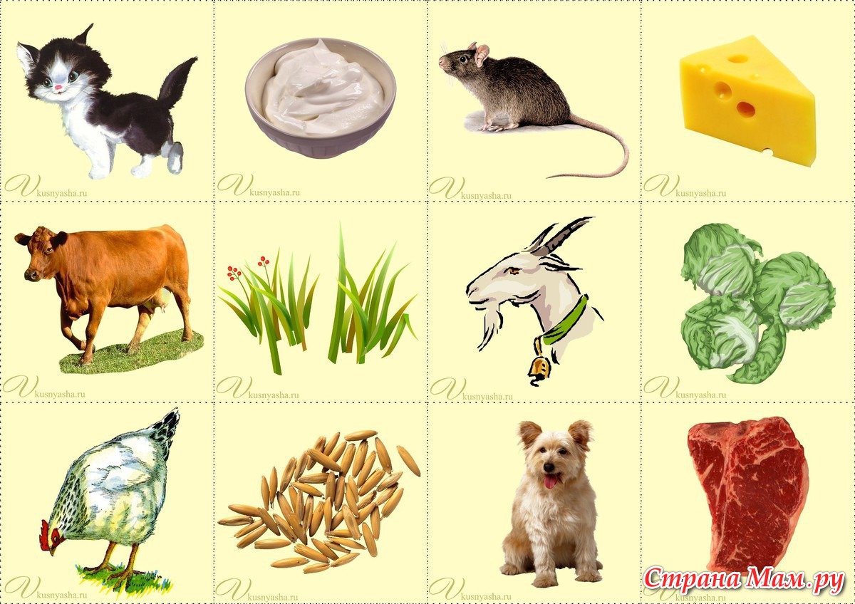 Еда для домашних животных