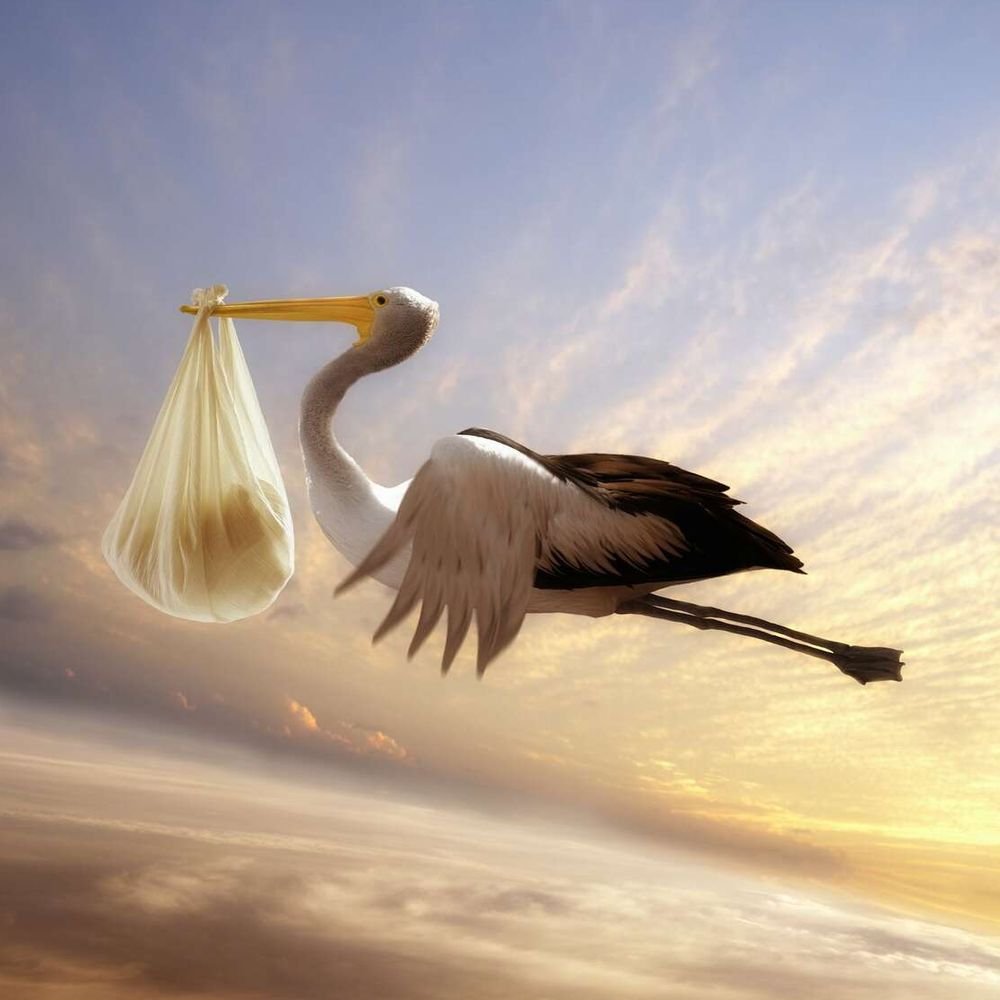 Аист с ребенком