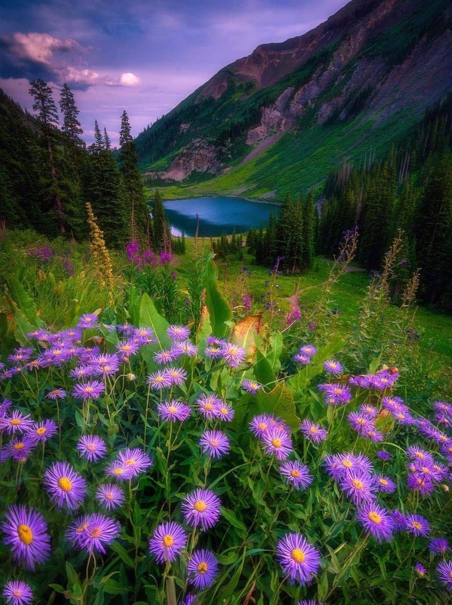 Летняя природа