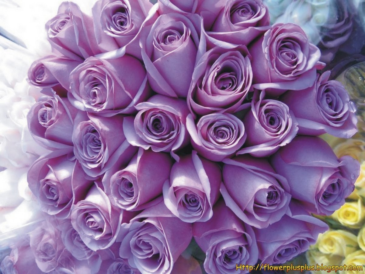 Сиреневая роза