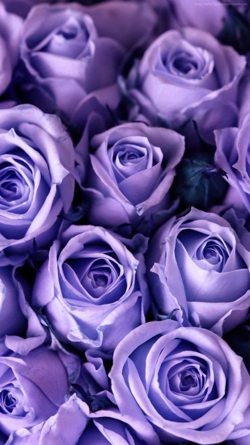 Фиолетовые розы