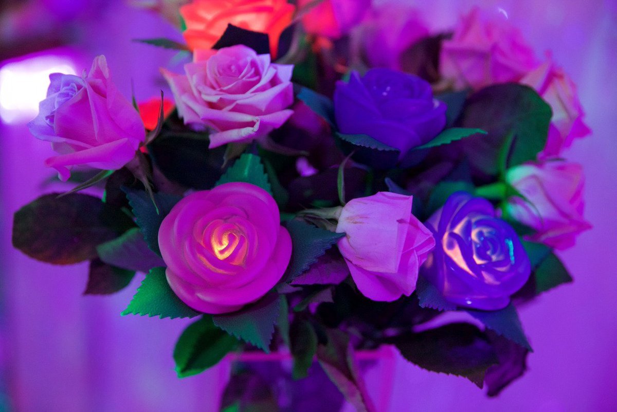 Розы сиреневые с переливами