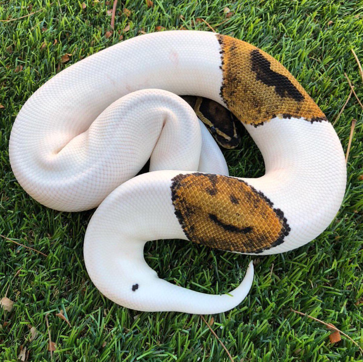 Питон на белом фоне