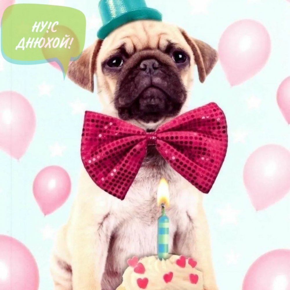 Открытка с днем рождения с мопсиком